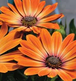Osteospermum Afrikaans A great staple plant for the summer garden. 17 Petunia Oderings new and exclusive perennial petunias this spring.