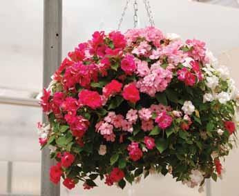 IMPATIENS Double Vision Spectacular colour is easily achievable for the shaded or semi-shaded areas of your home with Impatiens Double