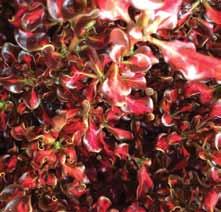 ODERINGS NEW Coprosma Pacific Sunset A striking glossy leaf consisting of a vivid red centre set against