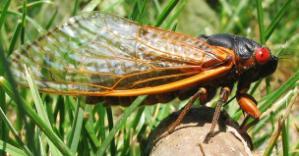 Photo by Brenda Daines, MG intern Read what MG Eric Wenger advises about cicadas. Photo by JM Jacoby, from Wikimedia Images. What s Eric saying about us?