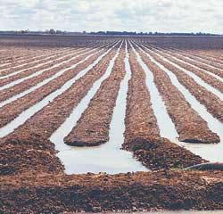 This proportion of water is commonly referred to as deep drainage and its volume and fate has become of particular interest to the Australian Cotton industry.