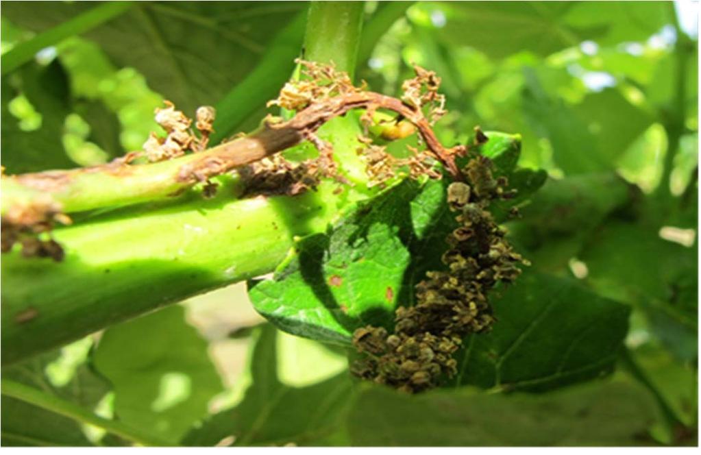 Grape Pests Botrytis Bunch Rot fungus Botrytis cinerea Infects grape shoots, flowers, leaves and fruit