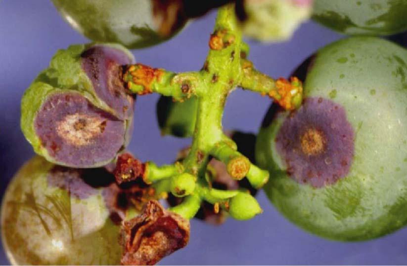 Grape Pests Anthracnose fungus Elsinoe ampelina Most common on young