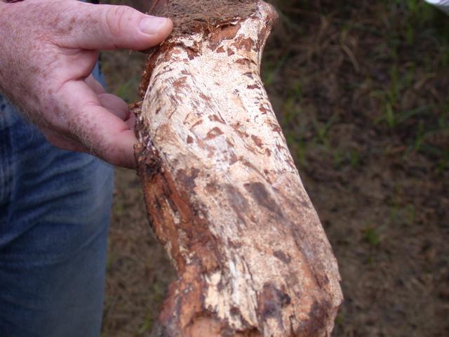 Armillaria Root Rot Fungal root rot disease Aboveground symptoms: failure to leaf