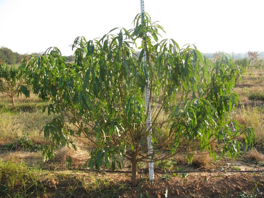 Multistate Coop Project: Improving Economic and Environmental Sustainability in Tree Fruit Production Through Changes in Rootstock Use Redhaven/