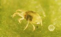 Uncommon pests include broad mite, potato psyllid and pepper weevil.