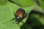 The Challenges Pest management - insects Japanese beetle Tomato fruitworm Cabbage looper Tomato hornworm Dill worm