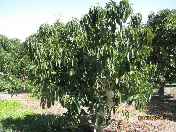 Background The avocado is an species able to outstay some water stress events; however a successful production depends on a good water availability (Schaffer y Whiley, 2002).