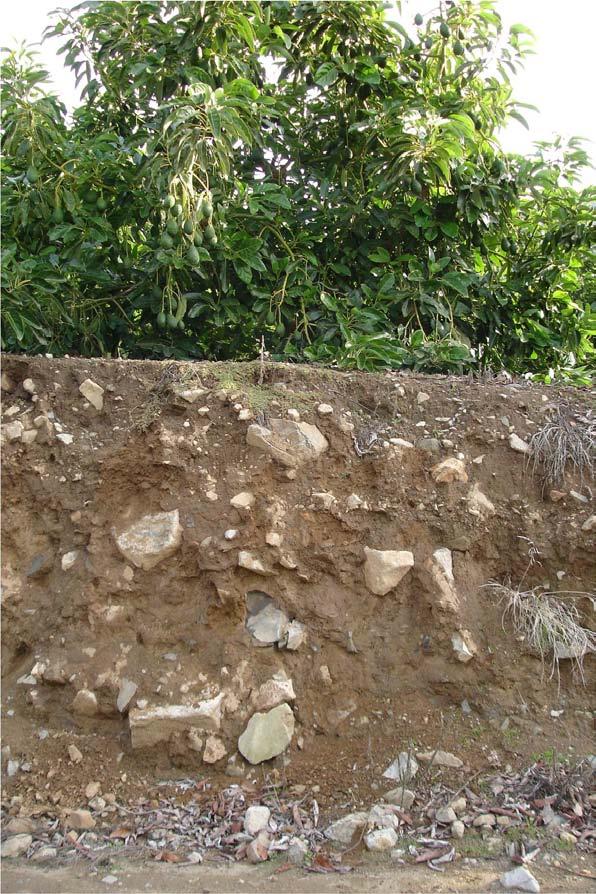 Materials and Methods Experimental site and plant material: 6-years-old Hass avocado orchard planted in hill slope (15-20%). 6x4 