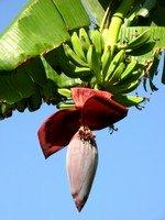 Home > Growing Fruits > How To Grow Bananas Home What's New? Growing Bananas Musa Spp. What Is Permaculture?