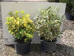 75 Euonymus Emerald, Gaiety, Moonshadow Euonymus fortunei Emerald Gaiety Zone 5-9 Deep green leaves edged in white. In winter, a pink tinge develops.
