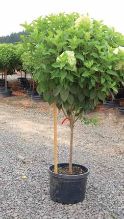 Hydrangea paniculata Bulk Quick Fire (PP6,812) Zone 3-9 Early bloom. Flowers open white then turn to pink. Dark rosy-pink in the fall. 0 on a 24 Std. $23.65 $74.