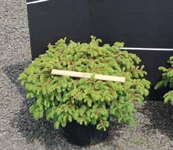 #3 $17.55 $23.90 Osmanthus heterophyllus Gulftide Gulftide False Holly Zone 7-9 Compact, upright evergreen shrub with glossy dark green holly-like leaves and fragrant white flowers. #3 $17.