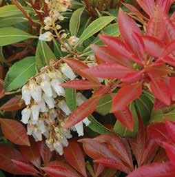 35 $18.05 Pieris japonica Katsura Pieris japonica Scarlet O Hara Zone 5-8 White, bell shaped flowers in drooping clusters. Red tipped dark green foliage. 0 $6.35 $18.05 $23.60 $41.