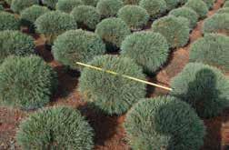 Pinus strobus Blue Shag (Low Graft) Zone 3-8 Dwarf, dense habit. Soft blue-green needles. Great in rock gardens. $45.