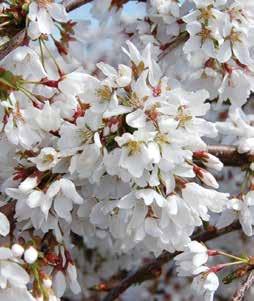 00 Prunus laurocerasus Schipkaensis (Cherry Laurel) Zone 6-9 Popular broadleaf evergreen shrub with long, narrow, dark green leaves.