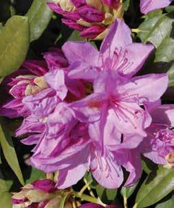 Rhododendron Catawbiense Boursault Zone H1 (-25F) A hardy selection with lavender bloosoms on a plant with a good, sturdy habit.