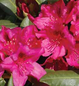 00 Rhododendron Nova Zembia Rhododendron Lee s Dark Purple Zone H2 (-15F) Deep dark purple flowers cover this plant. The foliage is dark and wavy. Mid-late season.