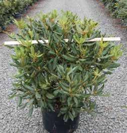 Rhododendron Nova Zembla Zone H1 (-25F) A vigorous plant that has good foliage and will grow in more difficult areas. Extremely showy, red flowers make a real display in the spring. Mid-season.