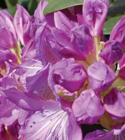 Rhododendron Purpureum Elegans Zone H1 (-25F) Flowers are blue-purple. A good, vigorous upright plant with nice foliage. Mid to late season. #3 $15.00 18-24 24-30 30-36 $25.