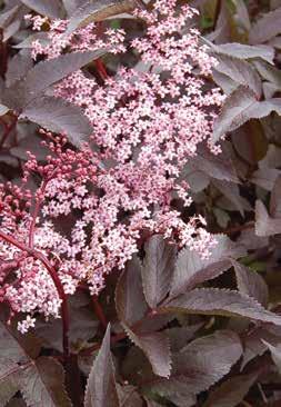 90 Sambucus nigra Eva Black Lace Elderberry (PP5,575) Zone 4-8 Intense purple-black foliage is finely cut. Creamy pink flowers in spring contrast nicely with the dark leaves. $24.