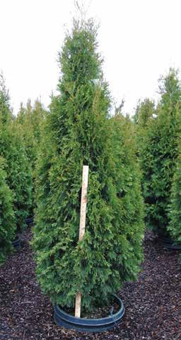 Thuja occidentalis Degroot s Spire Degroot s Spire Arborvitae Zone 4-8 Tall, narrow form with rich green foliage. Nice in groups or as a screen. 30-36 3-4 $17.35 $20.30 0 4-5 $37.