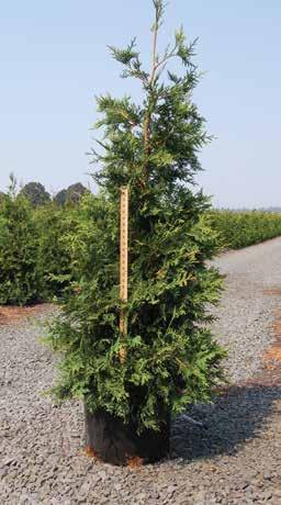 Slow growing, low maintenance shrub. #3 $10.50 Thuja occidentalis Smaragd Emerald Green Thuja occidentalis Smaragd Emerald Green Arborvitae Zone 4-8 Tall, narrow form with rich green foliage.