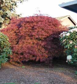 80 0 5-6 6-7 $92.05 $109.90 Acer palmatum dissectum Crimson Queen Zone 5-8 Dwarf tree with a weeping habit.