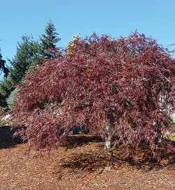 70 Acer Crimson Queen Acer palmatum dissectum Red Dragon Zone 5-8 Lacy, deeply dissected foliage is a beautiful purple-red color in spring and summer.