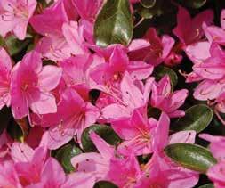 Low spreading mounded form covered with numerous blooms. $5.25 $17.70 $22.25 Aucuba japonica Mr.