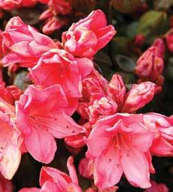 Azalea Evergreen Louise Gable Zone 5-9 A medium-sized evergeen azalea with small, semi-double, salmon pink flowers and long, pointed dark green leaves.