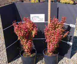 Berberis thunbergii atropurpurea Orange Rocket (PP8,411) Zone 4-9 Vibrant coral-orange new foliage ages to green, then turns ruby red in the fall. Upright, 4 to 5 feet. #3 $16.