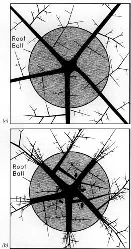 18 These drawings describe the probable mechanism mvolved in girdlmg root formation: (aj The major roots of a tree normally radiate out from the trunk.