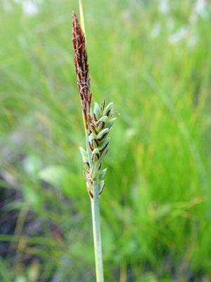 1 Plant Propagation Protocol for Carex livida ESRM 412 Native Plant Production Protocol URL: https://courses.washington.edu/esrm412/protocols/ The plant and Pacific Northwest distribution http://www.