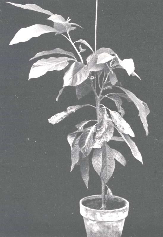 California Avocado Society 1952 Yearbook 37: 215-240 SUN-BLOTCH DISEASE OF AVOCADOS Robert Whitsell 1 Young wedge-grafted avocado tree showing sun-blotch leaf symptoms.
