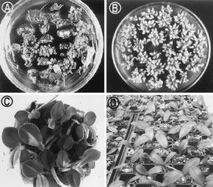170 PARK ET AL. FIG. 2. In vitro regeneration of Phalaenopsis from floral stalk-derived leaves. A, PLBs developing from the leaf segments on 1 2 MS medium with BA (88.8 mm ) þ NAA (5.