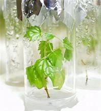 Definition: The term plant tissue culture is described as in