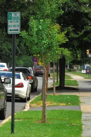 A Deeper Look: Montclair, NJ Preservation of Shade Trees Ordinance 0-12-44 Requires tree removals to be done by licensed contractors and mandates permits for removals on