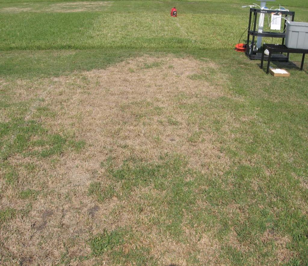 Empire Zoysiagrass Goes into dormancy throughout winter in central and northern Florida Greens up slowly in spring (large patch issues can compound this) People will