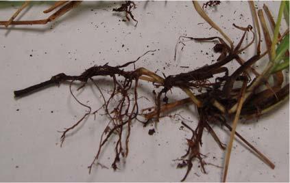 Overwatering Increased disease issues Root rot