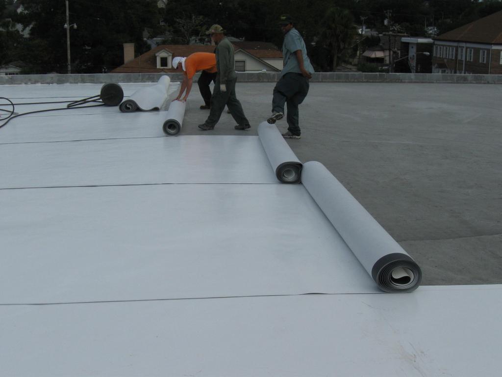 By rolling the membrane back evenly there is very little chance of dry laying the sheet as brooming and rolling can follow immediately behind the sheet while the adhesive is wet.