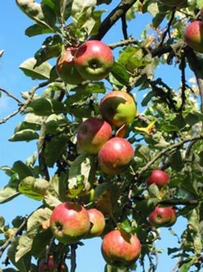 orchard Sustainability