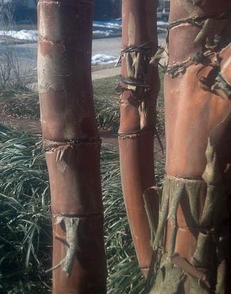Deer damage on Norway spruce Photo: Craig Greco, Yardbirds, Inc. What Else is Damaging Plants this Winter?