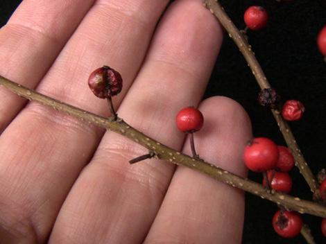 Problem With Ilex verticillata If you grow winterberry (Ilex verticillata) for cut stems, and noticed a berry rot problem last fall, we want to hear from you!