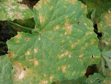 Cucumber/Melon Downy Mildew Update From Sally Miller, Department of Plant Pathology, OSU, OARDC There have been no reports of cucurbit downy mildew north of North Carolina to date.