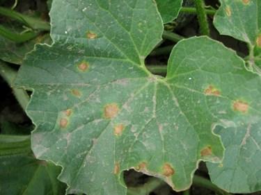 , not watermelon) start appearing soon after that. Therefore, cucumber and melon growers in the northern third of Ohio and especially in the lake counties should be doing the following: 1.