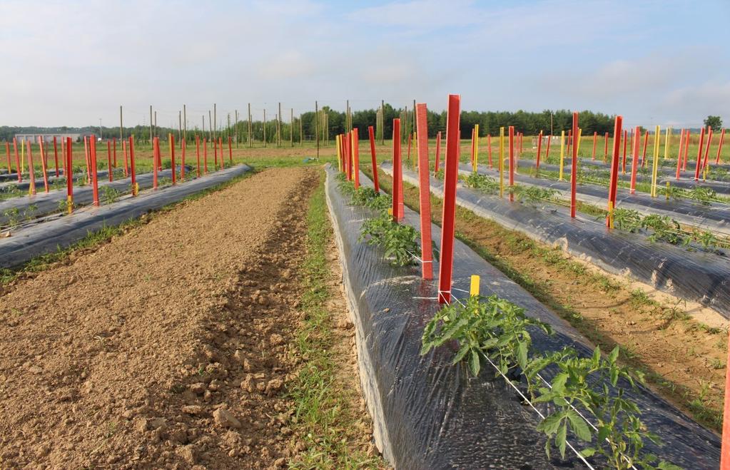 Tomato stakes were installed this week and training of young plants between twine was started.
