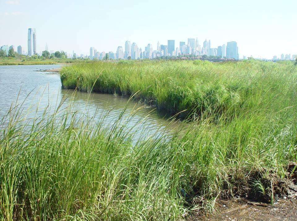 Coastal Wetlands Living Shorelines Tidal