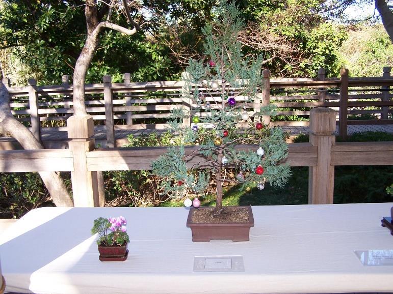 Please continue to visit our website. Everyone is encourage to add bonsai related information.