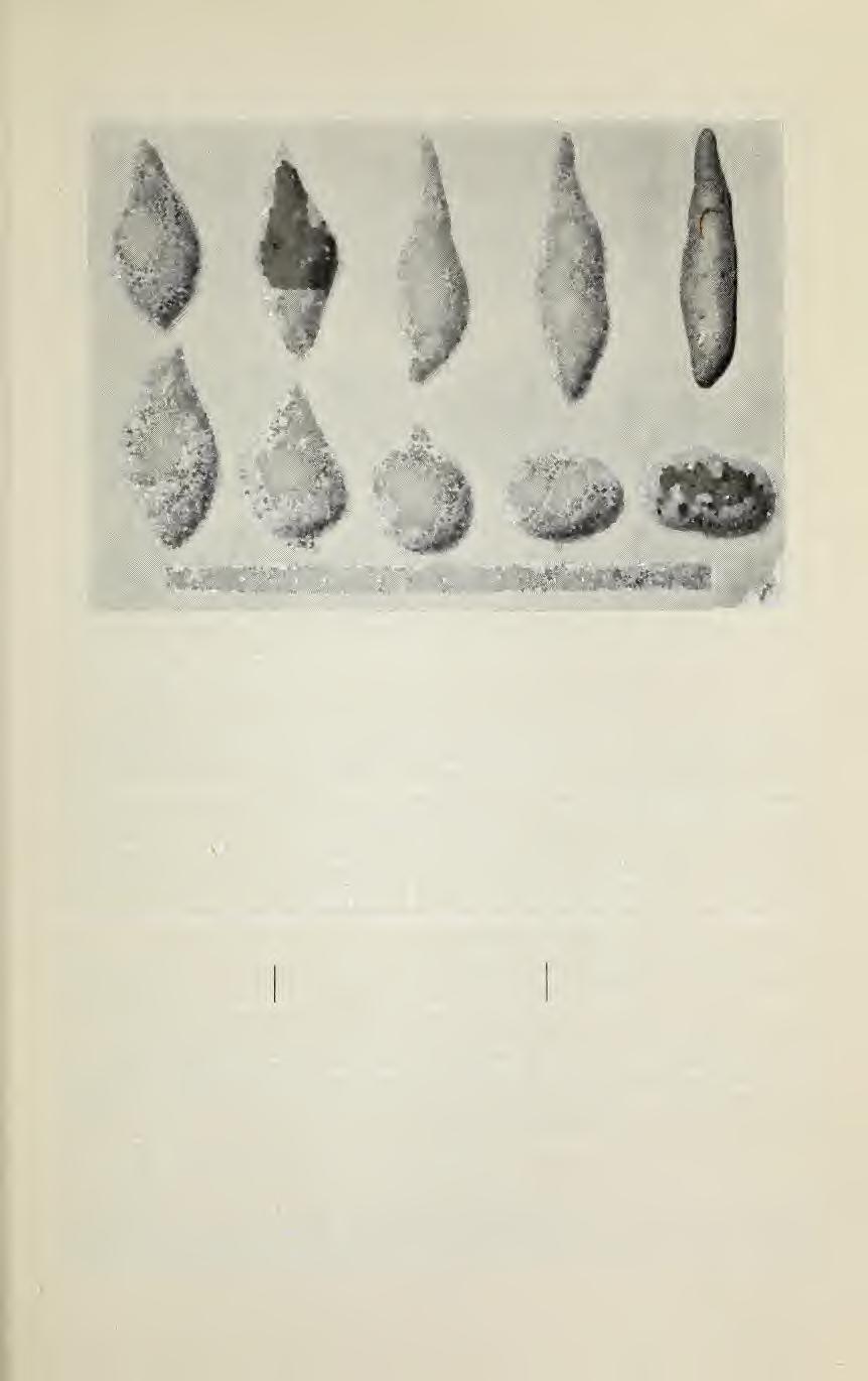 Fig.2. Lower row potatoes from early planted lot. Upper row potatoes from late planted lot. Table 11.